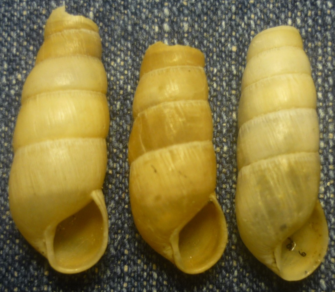 Rumina decollata